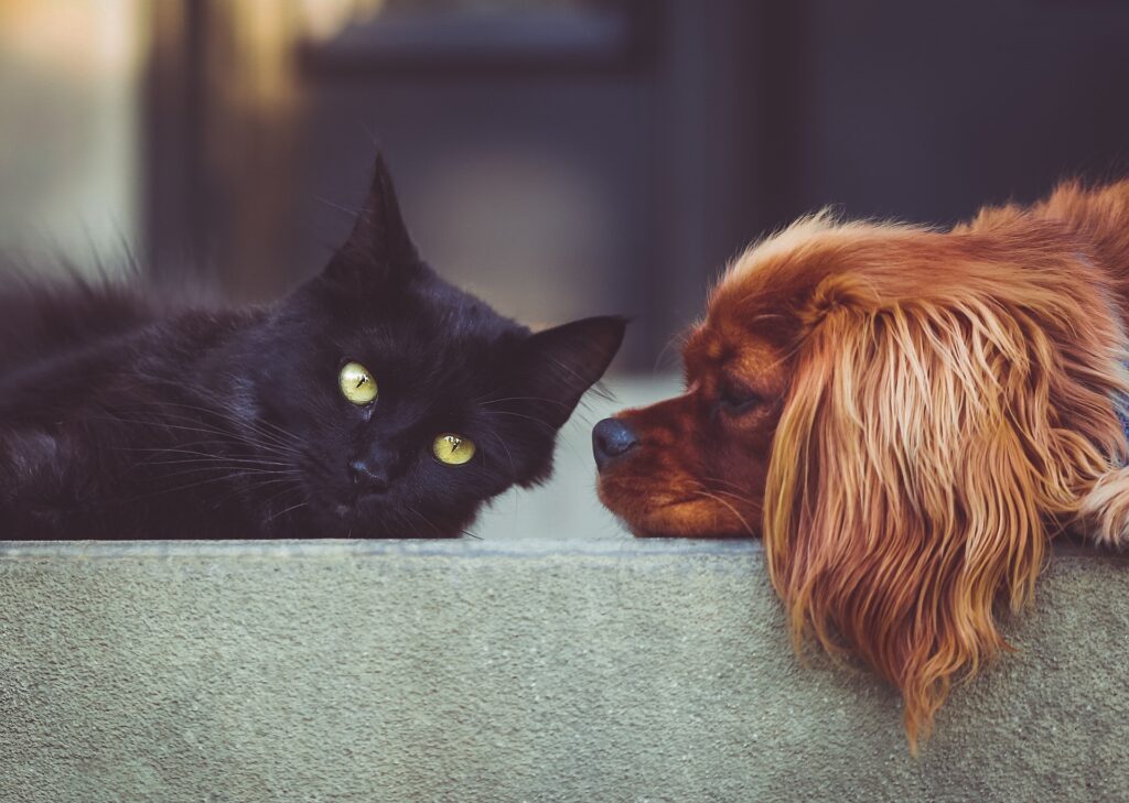 Un pacte local pour le respect des animaux et de l’espace public